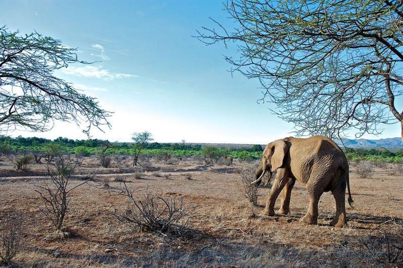 Samburu Intrepids Luxury Tented Camp Hotel Eksteriør billede